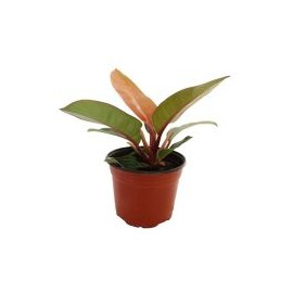 Planta philodendron orange