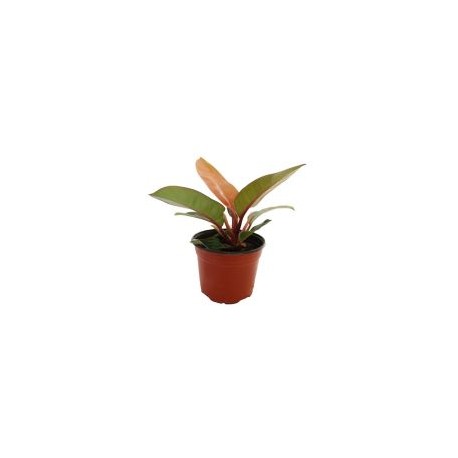 Planta philodendron orange