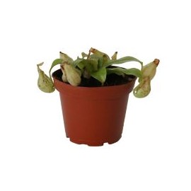 Planta carnívora