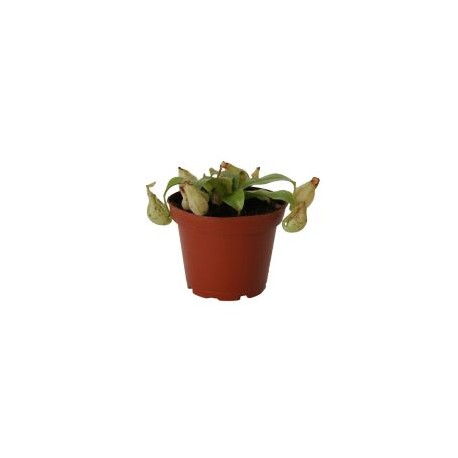Planta carnívora
